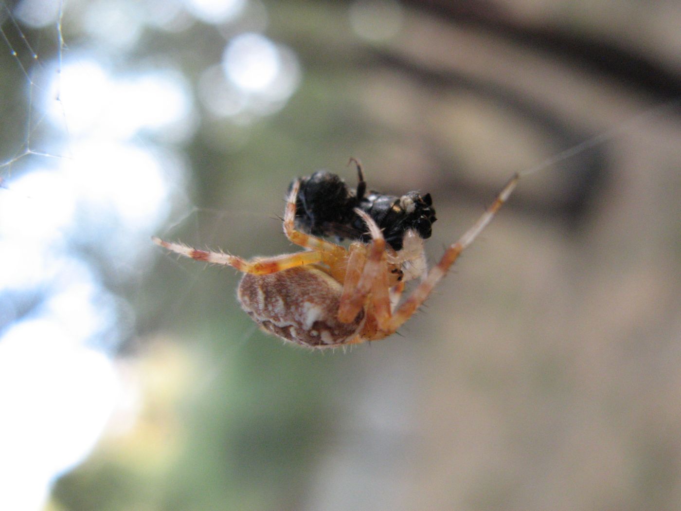 Araneus diadematus